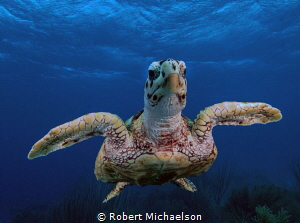 This little guy came in for a landing, did a 180 degree t... by Robert Michaelson 